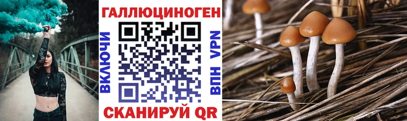 Галлюциногенные грибы Psilocybe  Новокубанск 